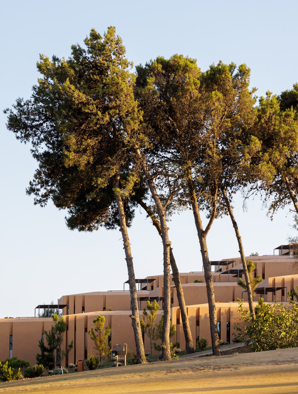 palmares trees landscape